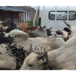OYRLEA Impounds 10 Cattle Over Illegal Open Grazing in Apete, Ibadan