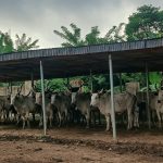 OYRLEA Impounds 20 Cows Over Open Grazing, Crop Destruction